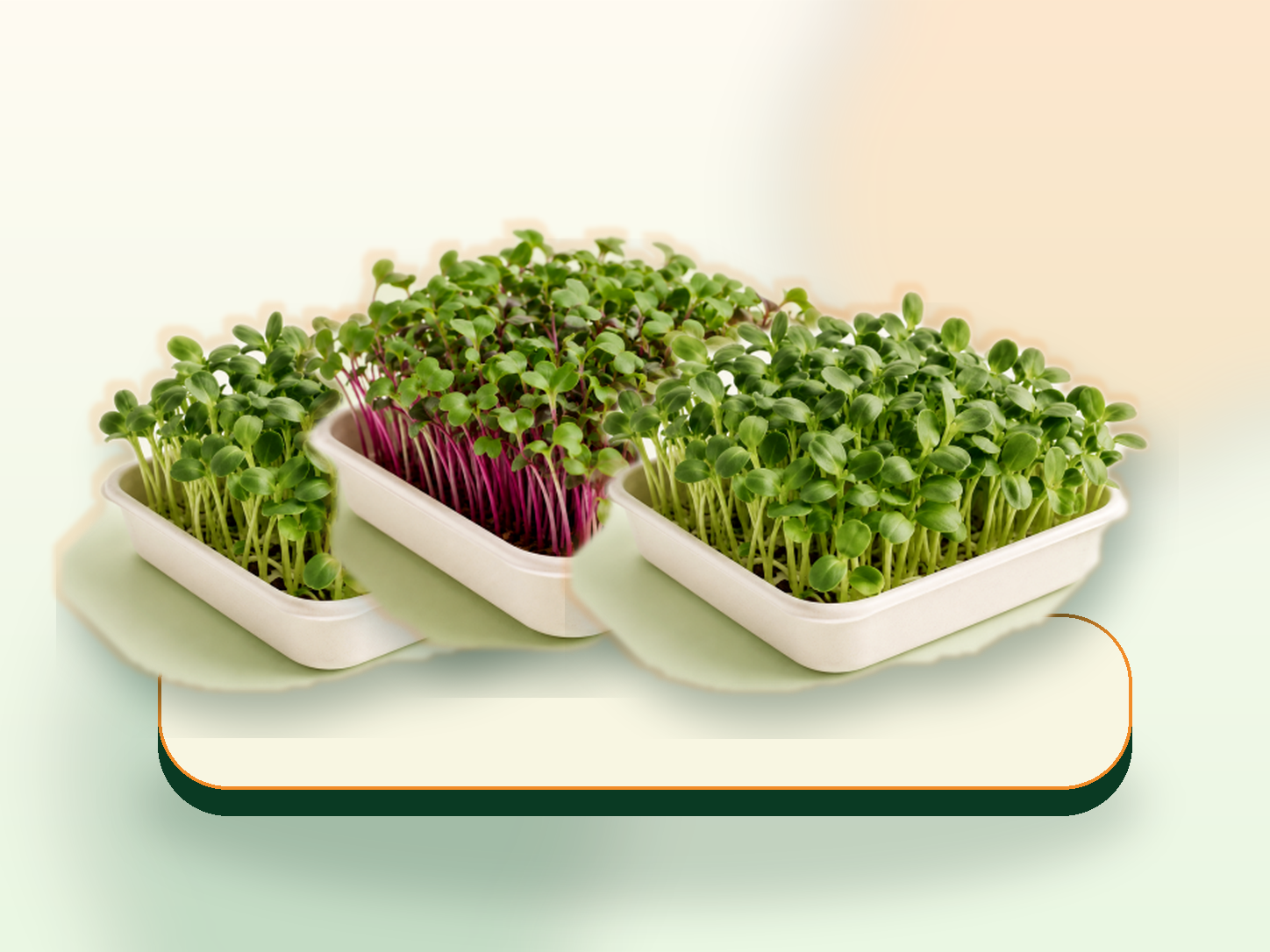 Fresh microgreens growing in a tray